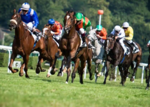 La Voyeuse Turf