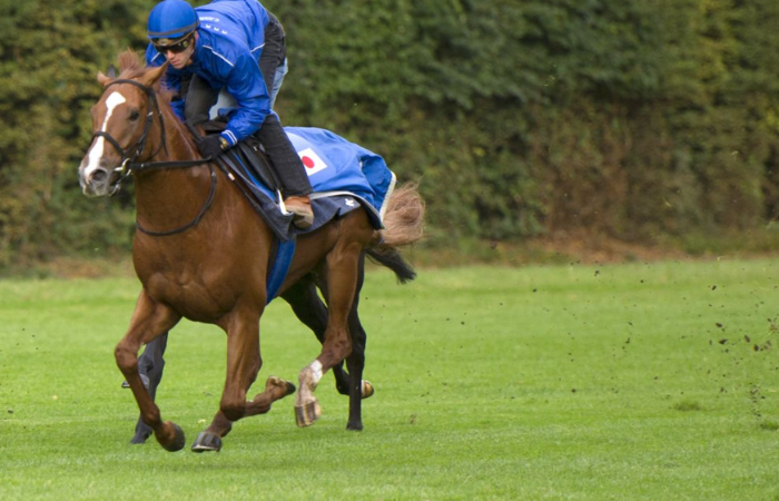 Le ROI du Turf