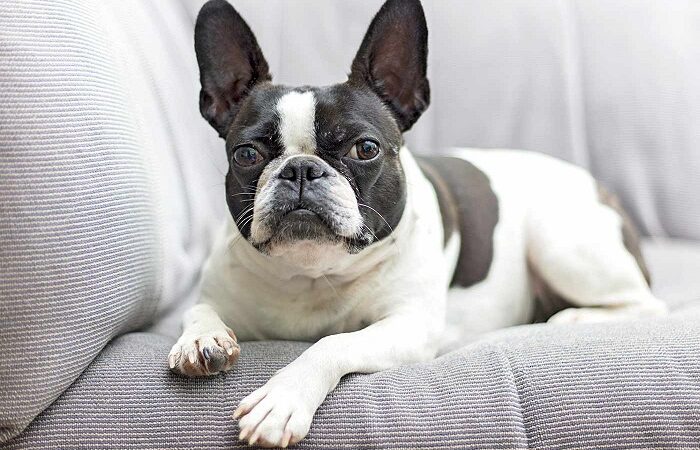 Where To Find Your Perfect Companion Frenchtonpups