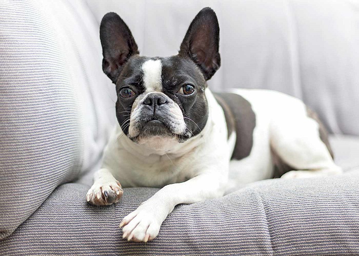 Where To Find Your Perfect Companion Frenchtonpups