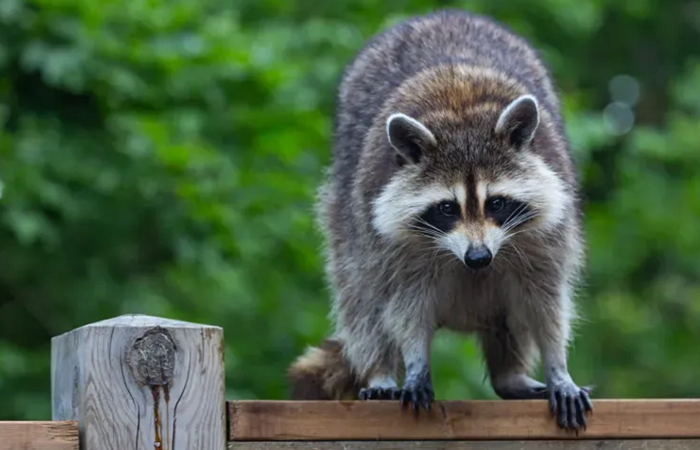 Don't Go Bandit on Your Own Why Professional Raccoon Removal is Crucial for Texas Families with Little Ones