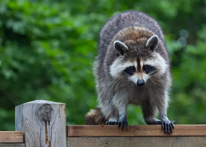 Don’t Go Bandit on Your Own: Why Professional Raccoon Removal is Crucial for Texas Families with Little Ones