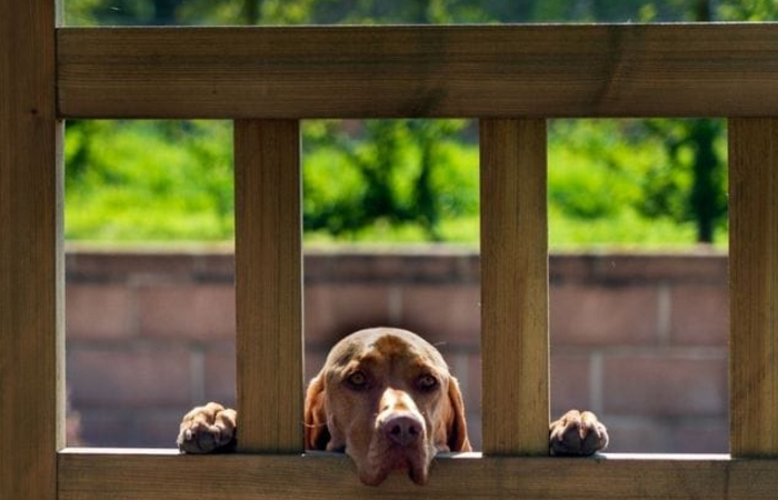 Fence Installation for Pet Owners Creating a Safe and Secure Outdoor Space