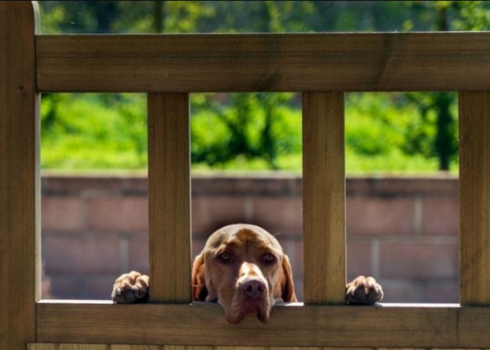Fence Installation for Pet Owners: Creating a Safe and Secure Outdoor Space