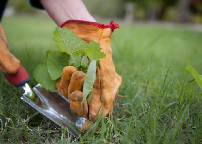 How to Pest-Proof Your Folsom Garden: Tips from the Experts