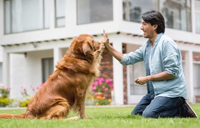 Questions to Ask When Choosing a Trained Golden Retriever