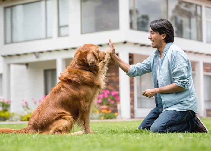 Questions to Ask When Choosing a Trained Golden Retriever