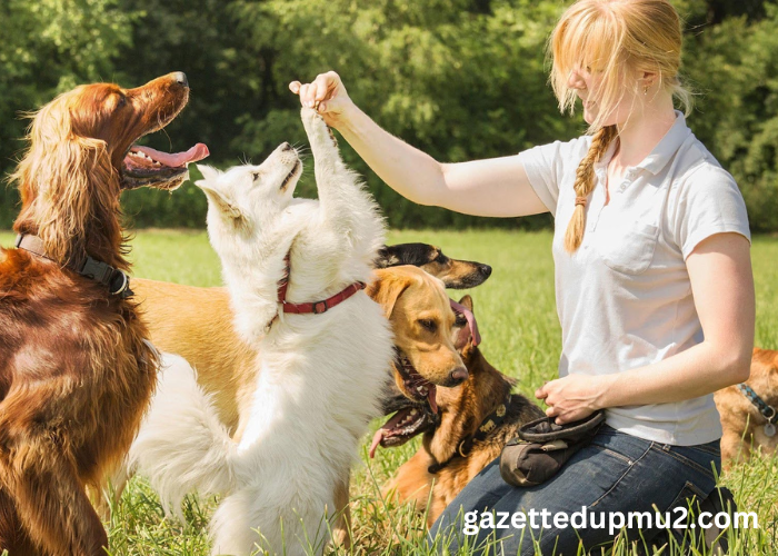 Dog Owners in Coastal Orange County Are Looking For Professional Training Help