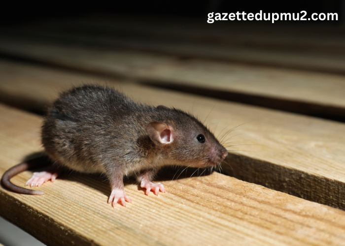 The Battle Against Rodents: Augusta, GA’s Comprehensive Guide to Rodent Control