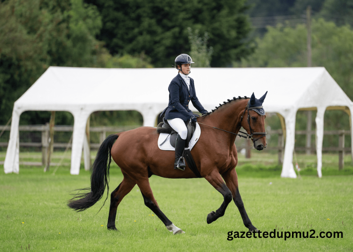 Choosing the Best Event Facilities for Horse Riding Competitions