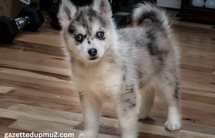 Understanding the Genetic Background of Pomsky Puppies: What You Need to Know