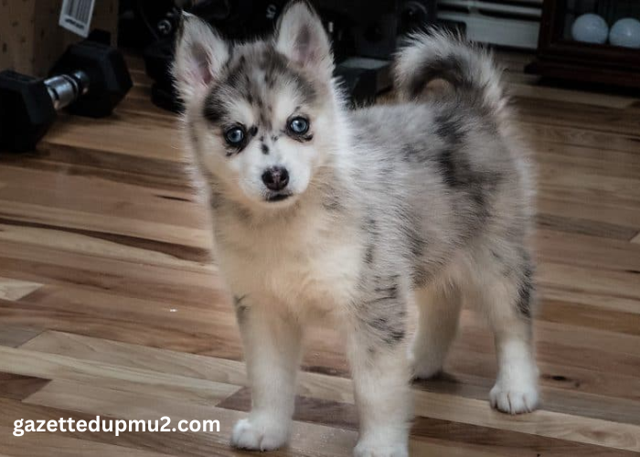 Understanding the Genetic Background of Pomsky Puppies: What You Need to Know