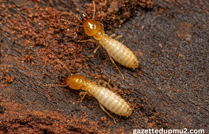 Top 4 Signs You Need a Termite Inspection Right Now