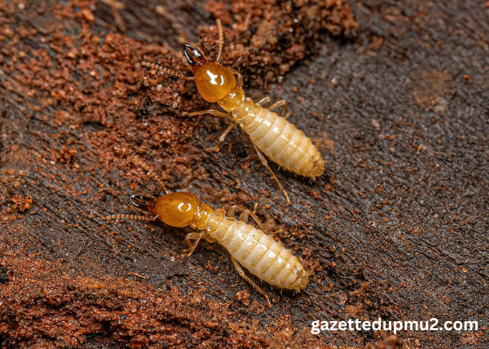 Top 4 Signs You Need a Termite Inspection Right Now