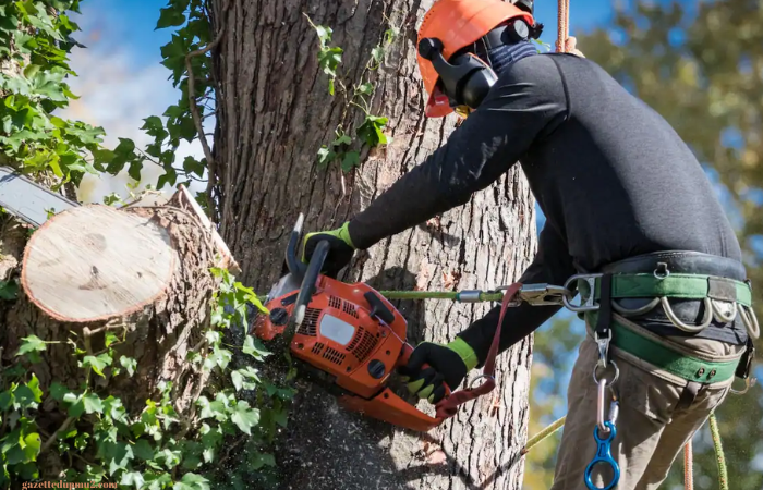 Tree Cutting