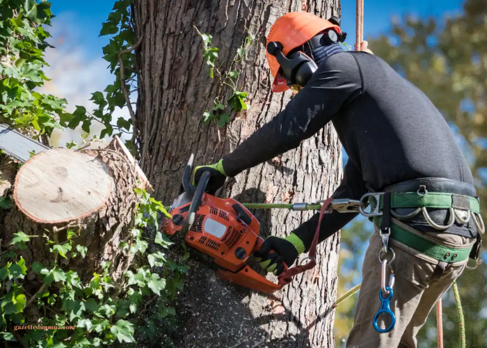 Tree Cutting for Property Improvement: Enhancing Landscape and Safety