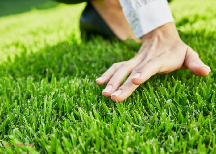 Maintaining Your Sod and Turf: Tips for a Lush and Healthy Lawn