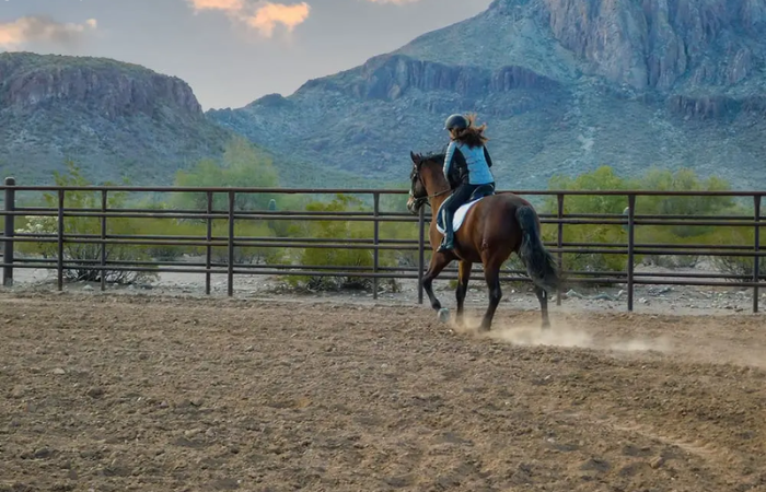 A Guide to Horseback Training Techniques and Tips for Success