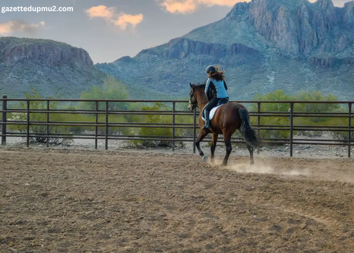 A Guide to Horseback Training: Techniques and Tips for Success