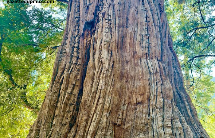 Dealing with Invasive Tree Species in San Diego County Protecting Native Ecosystems