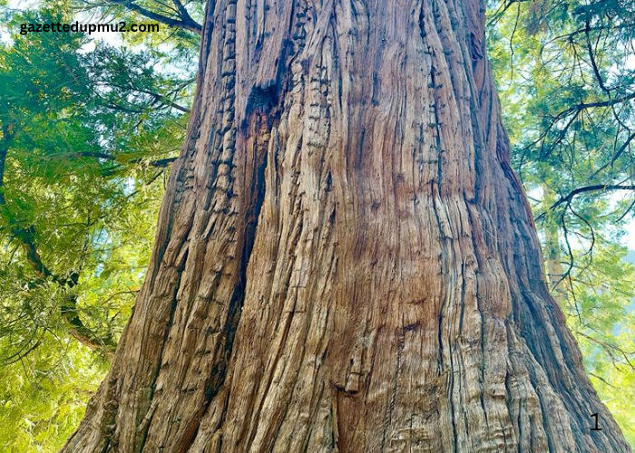 Dealing With Invasive Tree Species In San Diego County: Protecting 