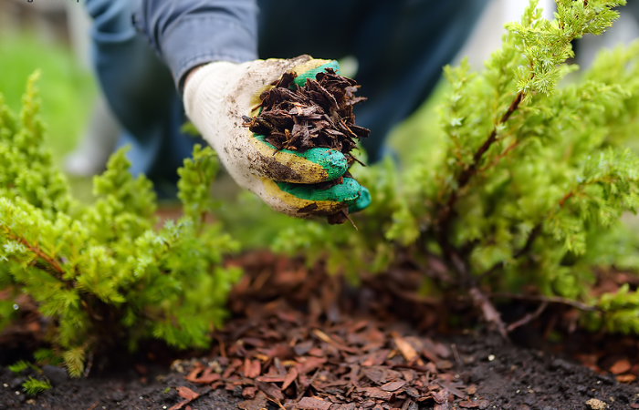 Spring into Green The Ultimate Guide to Harrisburg Lawn Prep (Mulch, Sod, & Turf)