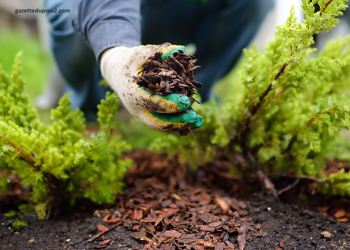 Spring into Green: The Ultimate Guide to Harrisburg Lawn Prep (Mulch, Sod, & Turf)