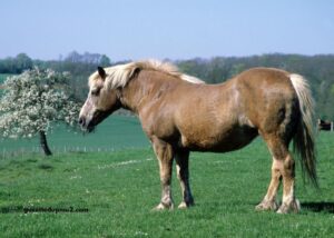 Arrivée Pmu Du Jour Burkina Faso